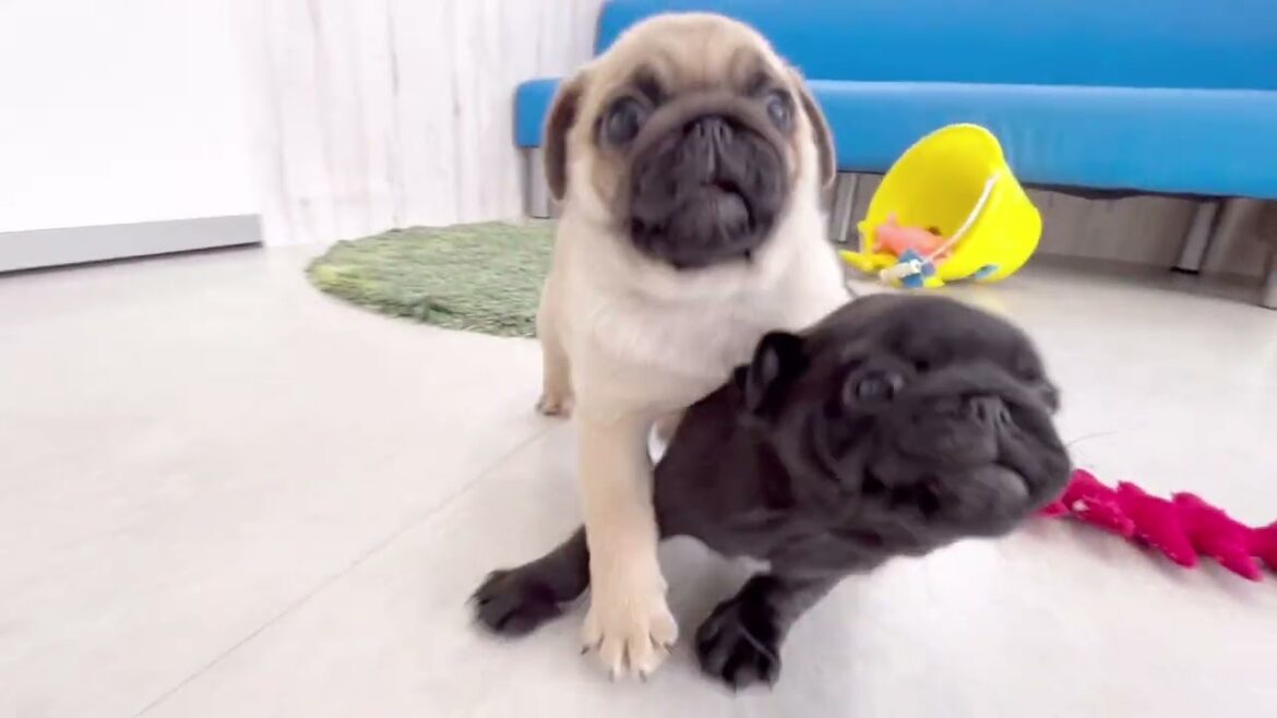 アドくんとアズちゃん🥰