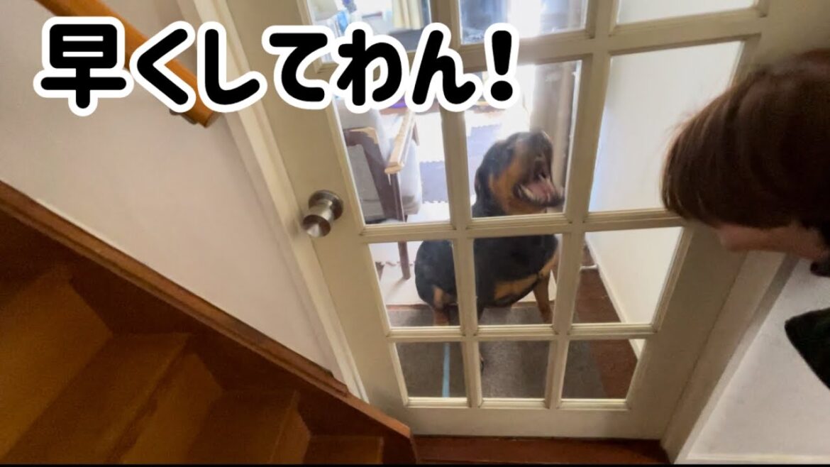 久々の再会なのに焦らすばーばに激おこな犬