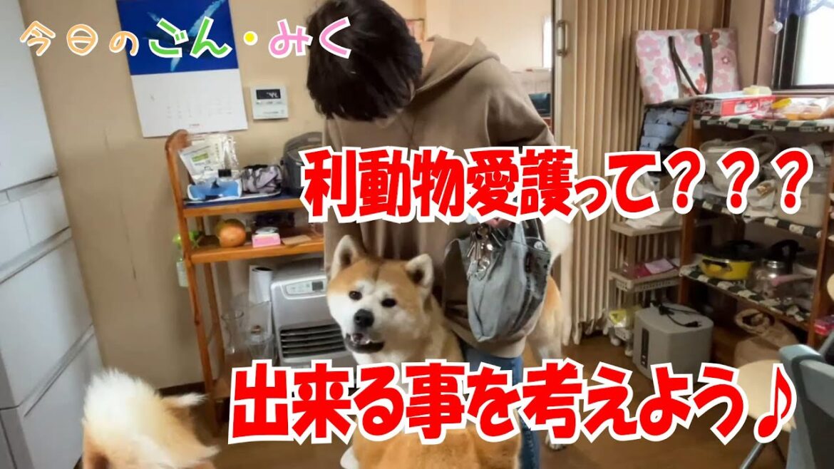 出来る事を考えよう♪ 動物愛護って？？？　今日のごん・みく♡　秋田犬【ごん・みく チャンネル】