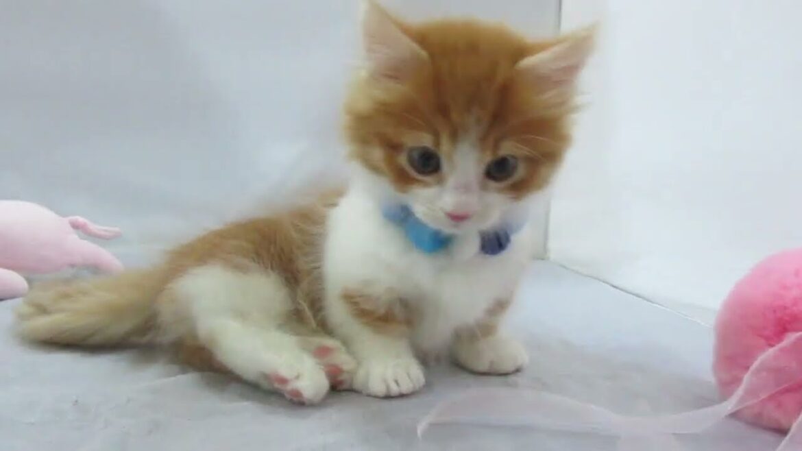 〖タピオ店〗マンチカン♪男の子♪レッド＆ホワイト♪1/23生まれ♪