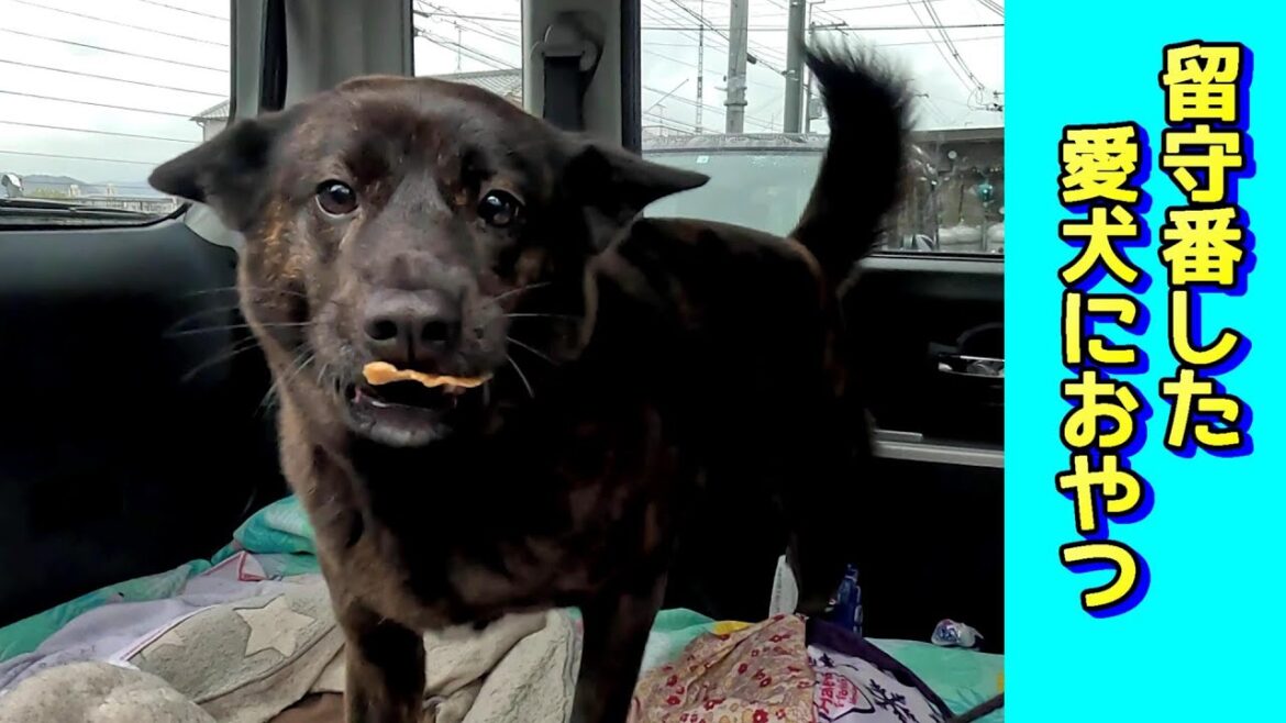 ランチお留守番をしてくれた愛犬にご褒美のおやつ!- 甲斐犬いち ランチお留守番をしてくれた愛犬にご褒美のおやつ!- 甲斐犬いち