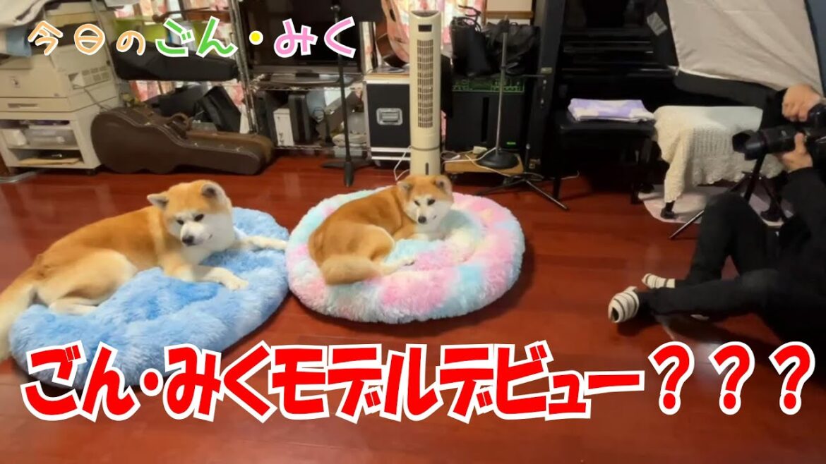 ごん・みくモデルデビュー??? 今日のごん・みく♡ 秋田犬【ごん・みく チャンネル】 ごん・みくモデルデビュー??? 今日のごん・みく♡ 秋田犬【ごん・みく チャンネル】