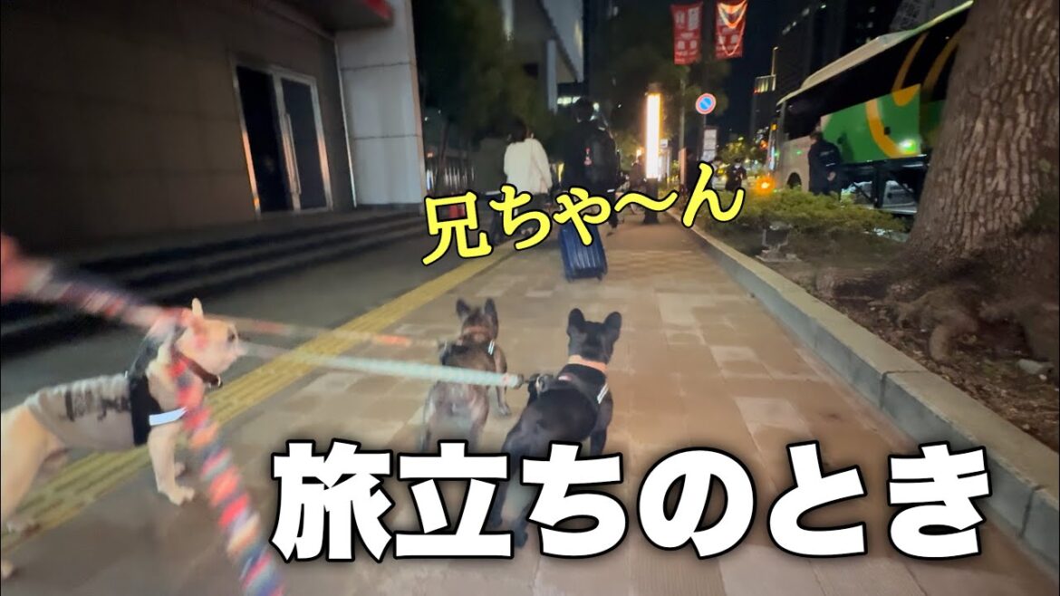 大好きな兄ちゃんと別れの瞬間ワンコ達の様子に涙が止まらない！