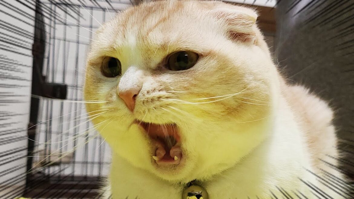 お留守番で置いて行かれた猫と犬が怒ってこうなりました...