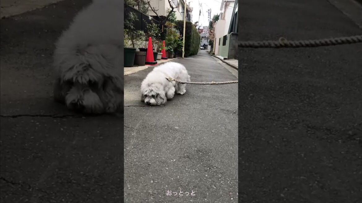 新しいハーネスになかなか慣れない...ぎこちない歩きの犬🐾
