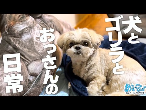 シーズー犬とゴリラとおっさんの日常【近況報告】 シーズー犬とゴリラとおっさんの日常【近況報告】