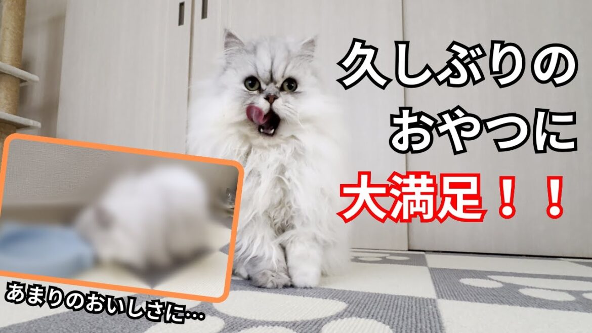 【ペルシャ猫】久しぶりのおやつに大満足！食いしん坊な一面も・・・