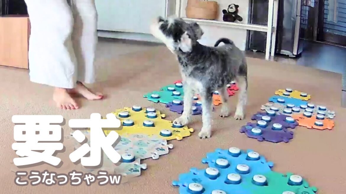 ボタン犬の要求の仕方に吹き出した😂【喋る犬】