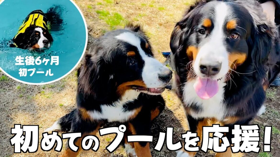 初めてのプールを応援！生後6ヶ月のバーニーズマウンテンドッグの挑戦