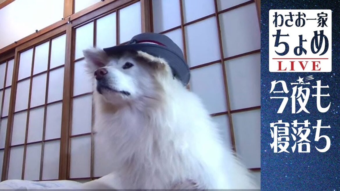 帽子の練習１・２・３！ わさお一家 ちょめ 03/26 長毛秋田犬の おやすみライブ  #wasao_official