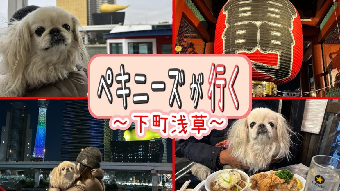 ペキニーズRinが浅草の"愛犬が楽しめるスポット"を満喫＆ご紹介！