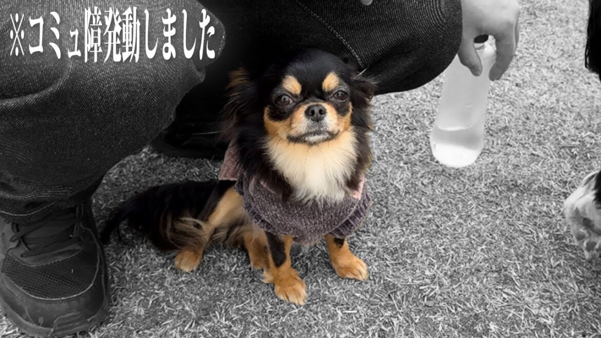 【再発】愛犬のコミュ障が大爆発...ドッグランで他の子と上手に遊べなくなりました #犬 #ドッグラン
