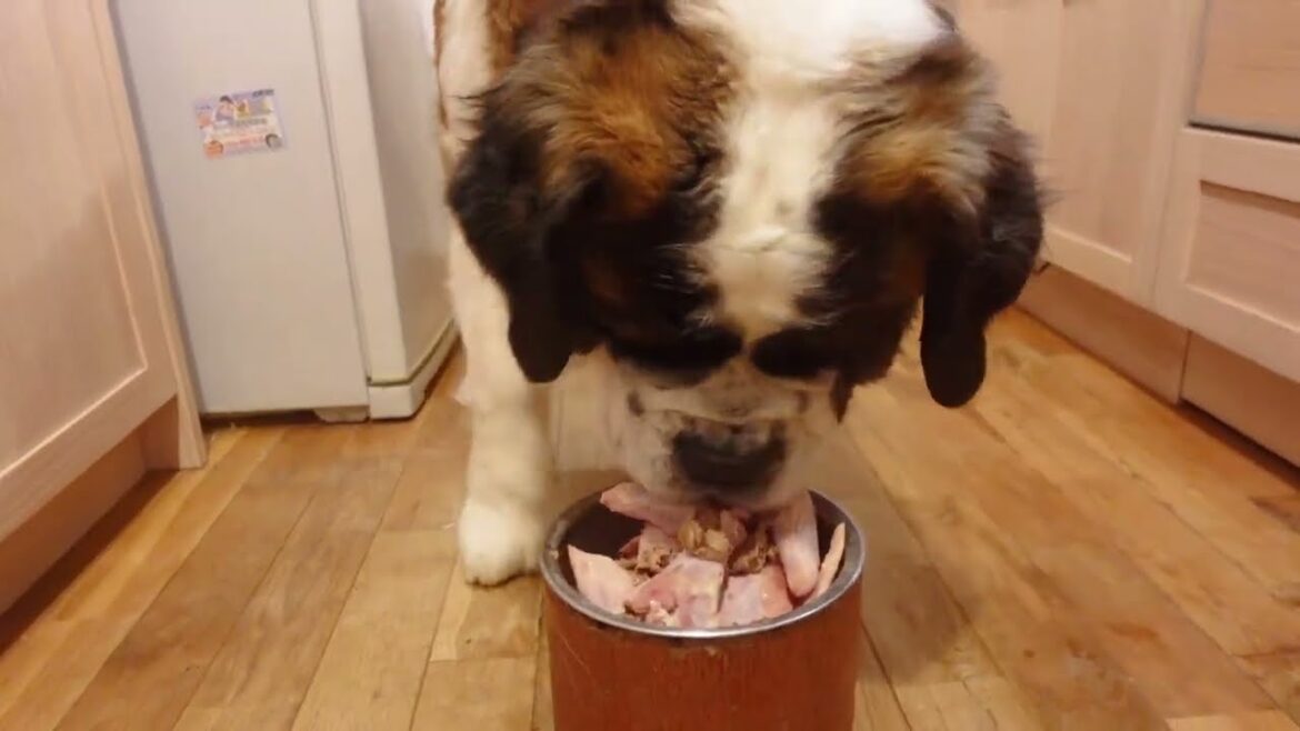 食費が半端ない！毎日生肉２ｋｇ食べるセントバーナード　ペキニーズと保護猫もいるよ　平凡なセントバーナードの日記　Saint Bernard