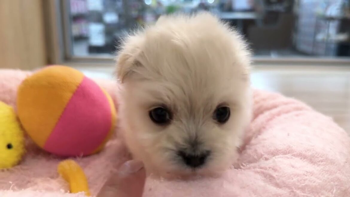 【2024.3.26撮影 MIX犬マルプー 子犬 女の子】マルチーズ×トイプードルのミックス犬「マルプー」 入店初日のあどけない姿をお届け!! 【2024.3.26撮影 MIX犬マルプー 子犬 女の子】マルチーズ×トイプードルのミックス犬「マルプー」 入店初日のあどけない姿をお届け!!