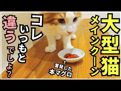 味の違いが分かる猫【メインクーン】 味の違いが分かる猫【メインクーン】