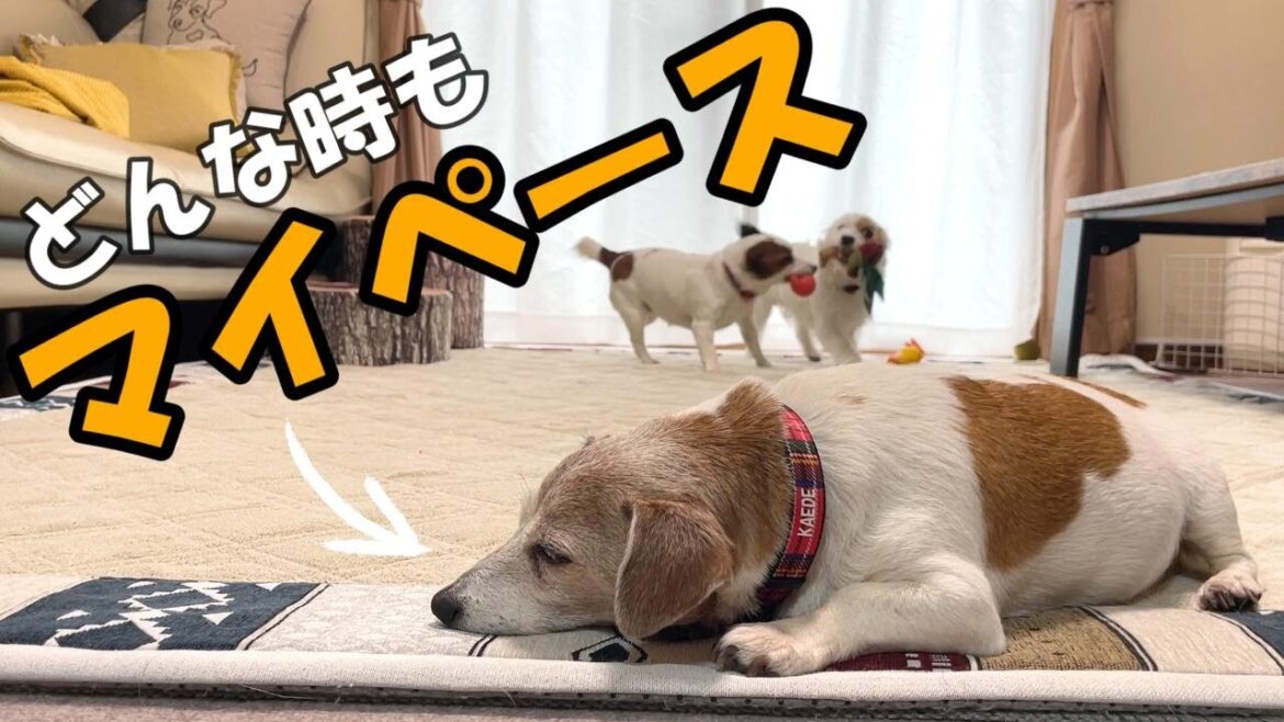 【3ぴき多頭飼い】暴れる2ぴきの妹犬を気にせずマイペースで寝ちゃう17歳ハイシニア犬
