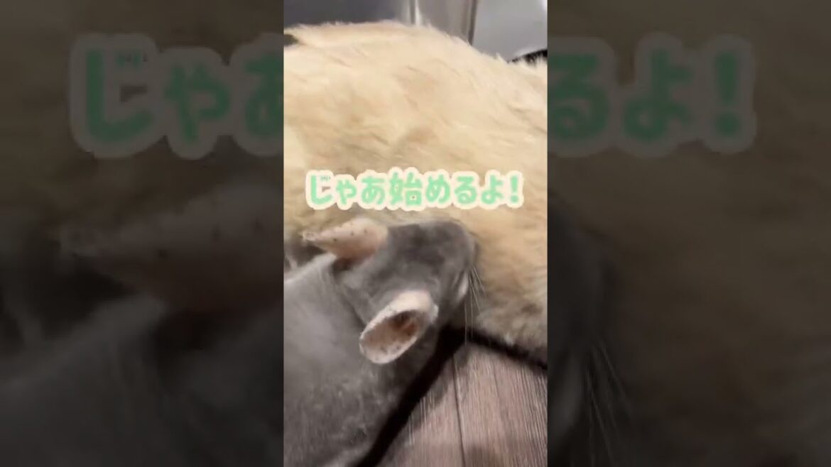 チンチラに遊びに誘われるペキニーズ！【Pekingese & Chinchilla 】#Shorts