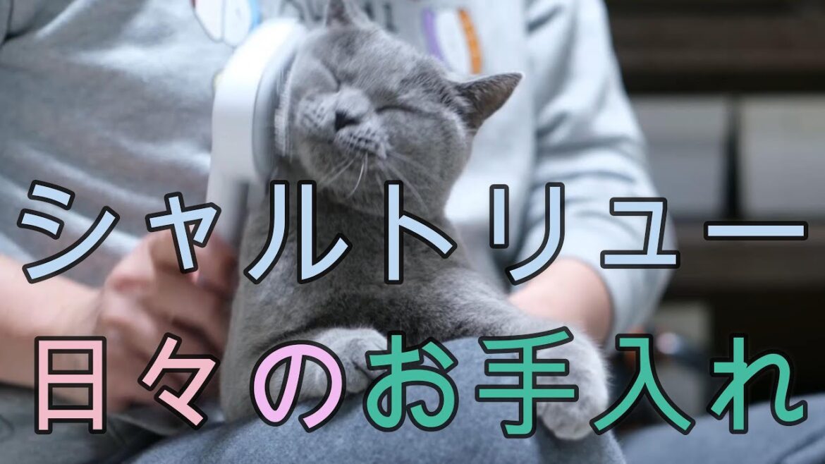 シャルトリューの日々のお手入れ