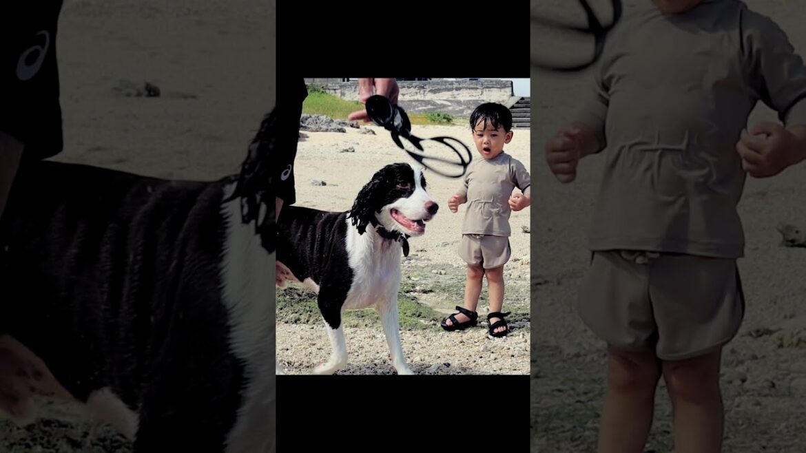 初めてナマコを見た時の犬と子供の反応　イングリッシュスプリンガースパニエル
