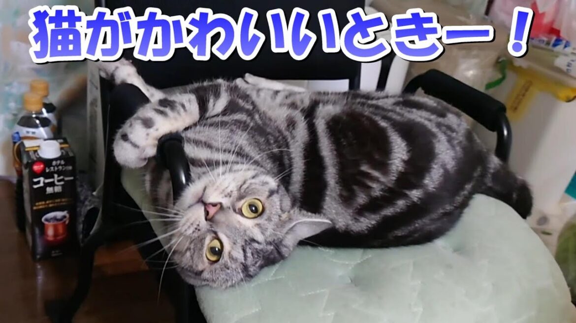 猫がかわいいと思う瞬間!(アメリカンショートヘア) 猫がかわいいと思う瞬間!(アメリカンショートヘア)