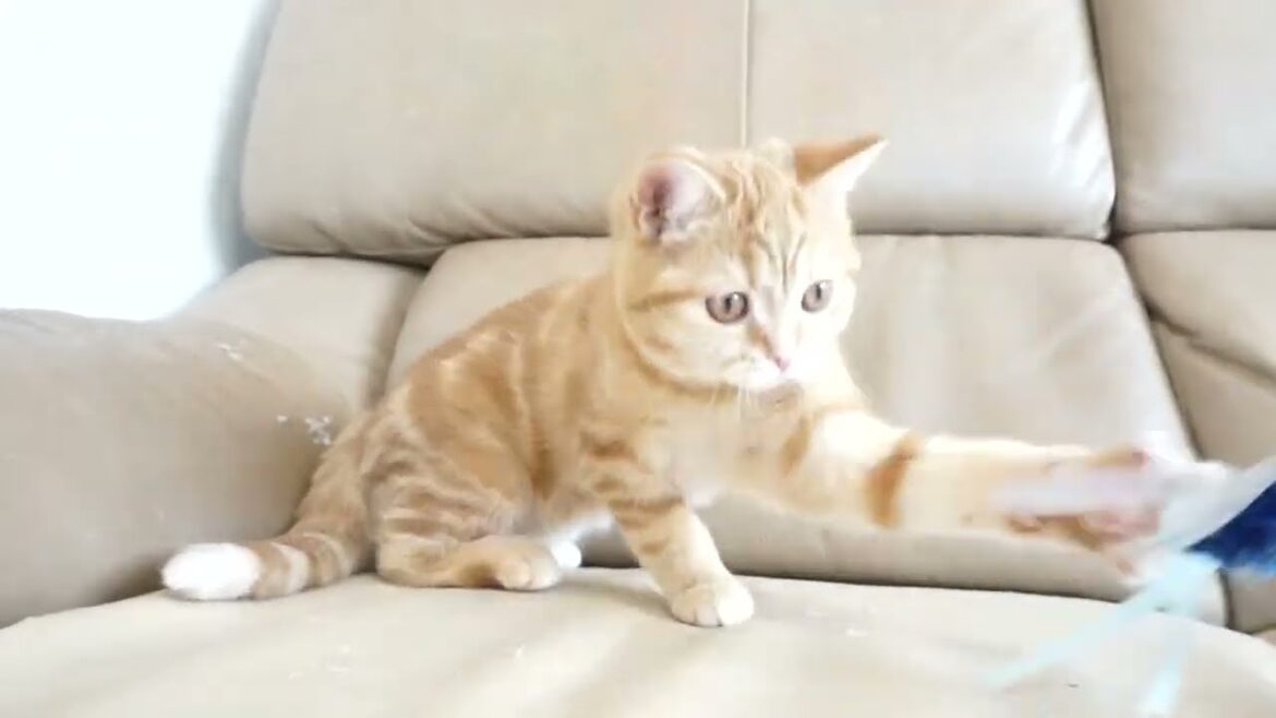 セルカークレックス子猫　2023.11.5産まれ 　レッドタビー　　男の子　Selkirk Rex　シーダキャット猫のお店