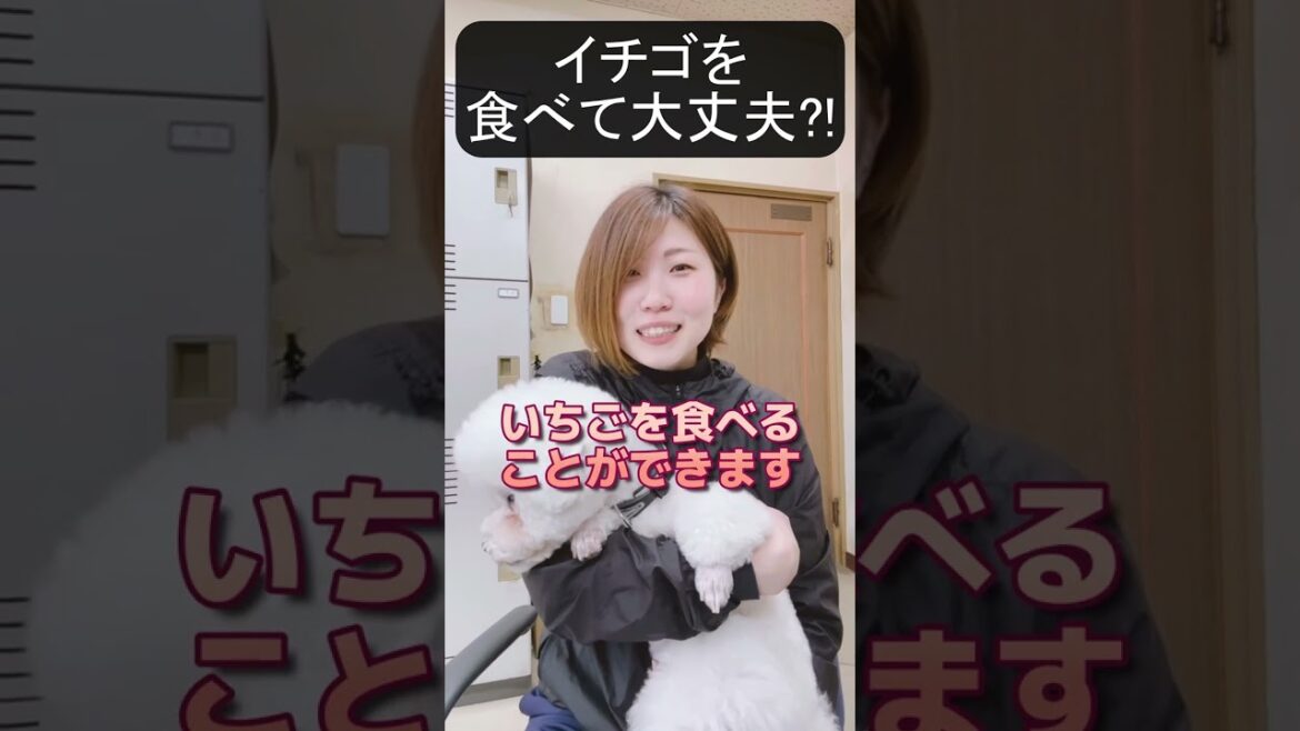 【犬種ビション】わんちゃんはいちご食べて大丈夫？#shorts