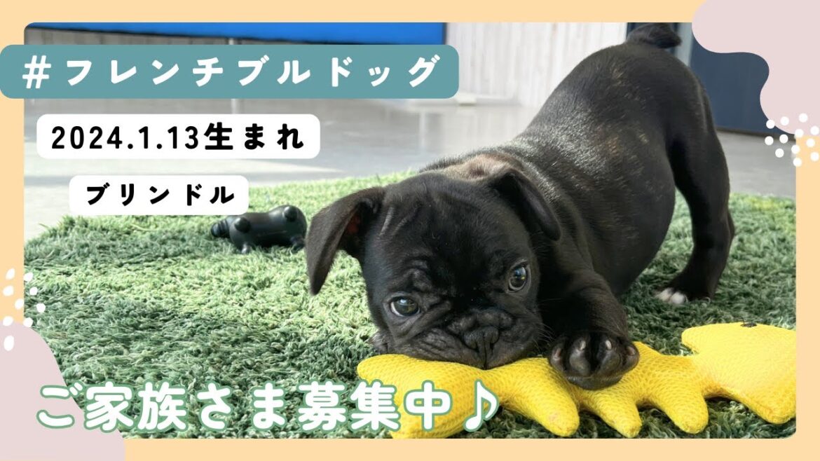 【ご家族様募集中です】2024.1.12生まれ　フレンチブルドッグ　ブリンドル　男の子