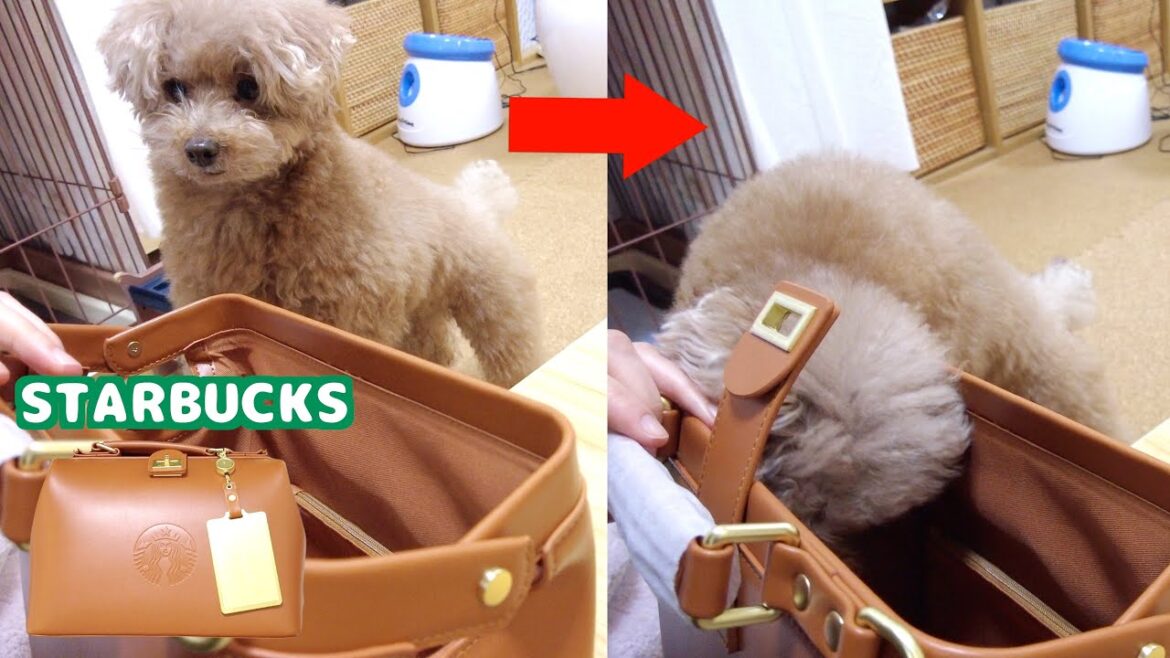 スタバの鞄が抽選で当たったので開封したら愛犬が永遠に顔を出し入れしてましたｗ