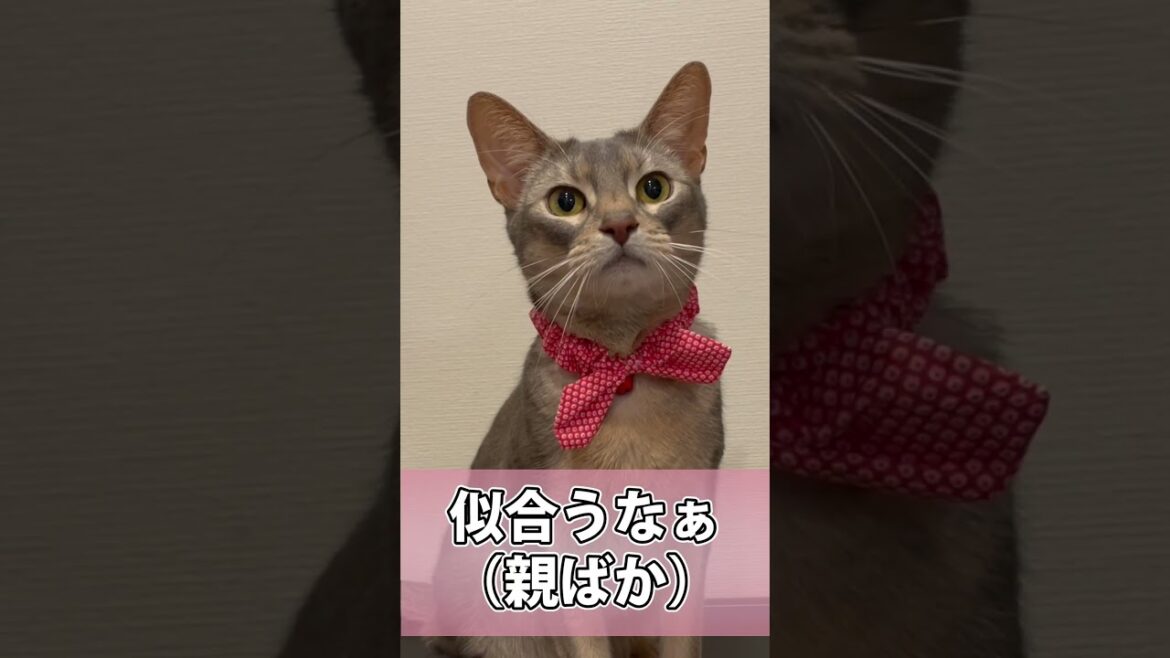 オシャレが苦手なうちの猫さん #shorts #猫 #アビシニアン