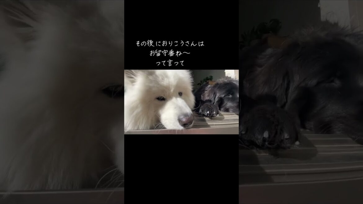 日向ぼっこ#サモエド#samoyed #ニューファンドランド#newfoundland