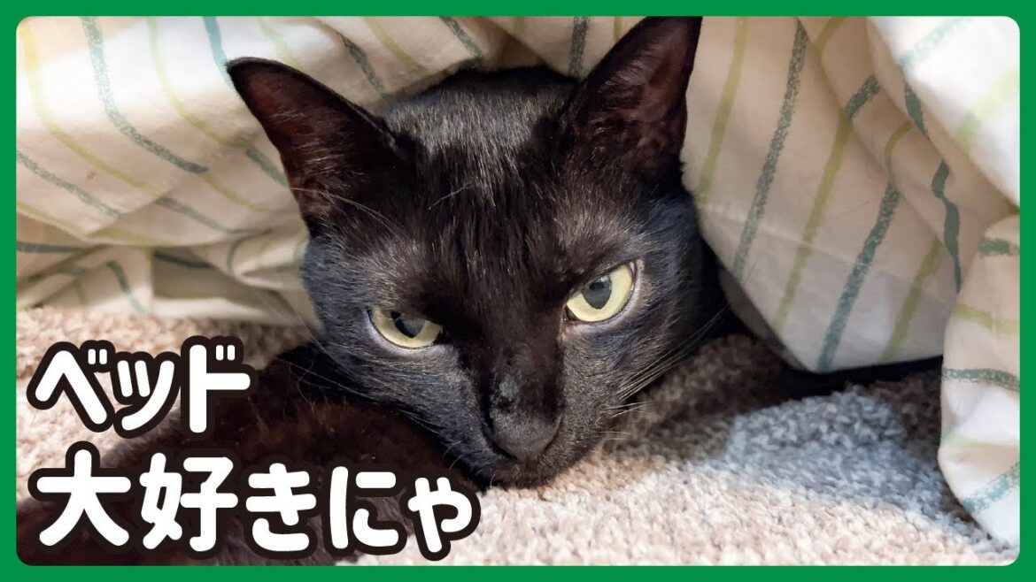 こんなにベッドが好きな保護猫は他にいない気がする様子がこちら…🐈⬛ こんなにベッドが好きな保護猫は他にいない気がする様子がこちら...🐈⬛