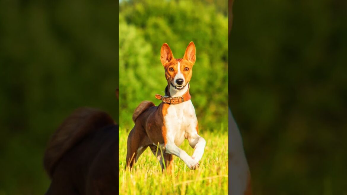 Meet The Dog Who Doesn't Bark!" 🐾😮🤫#short #shorts #animals #animalsfacts #subscribe #dog #doglover