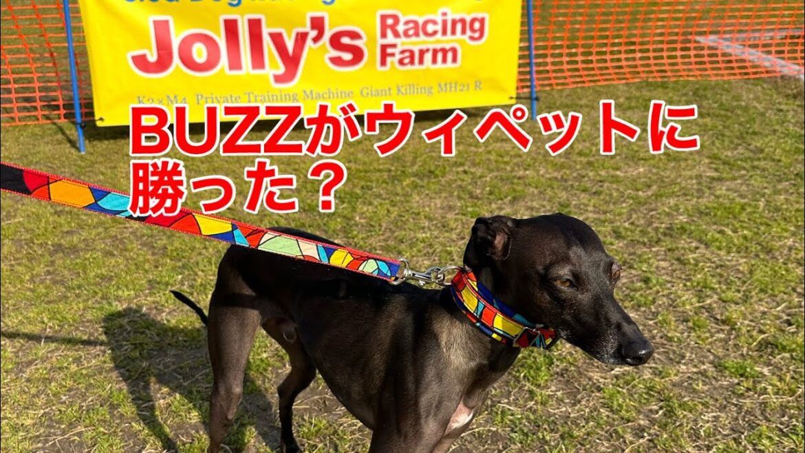 【イタグレBUZZ＆EUROチャンネル】2024年3月16日時 Jolly’s triple 50 ルアーレーシング大会に参加して来ました！幻のの4秒台が出てウィペットに勝った⁈ 結果は？
