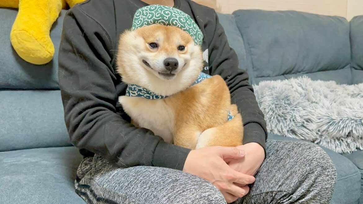 突然の雷に震えが止まらなくなってしまう豆柴に雷対処法を試してみた結果こうなりました… 突然の雷に震えが止まらなくなってしまう豆柴に雷対処法を試してみた結果こうなりました...