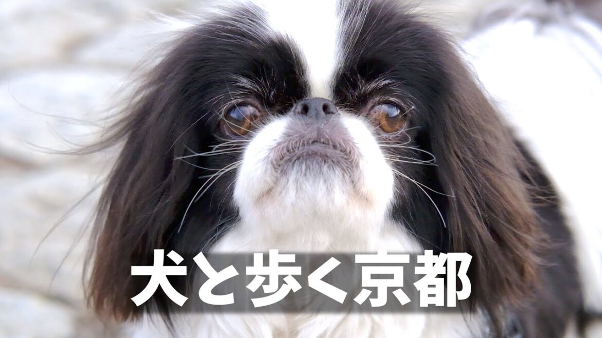 京都🐕狆のボンちゃんと歩く出町柳 百万遍 / #Japanesechin #数字であそぼ#kyotovlog  #kyoto  #犬と歩く京都