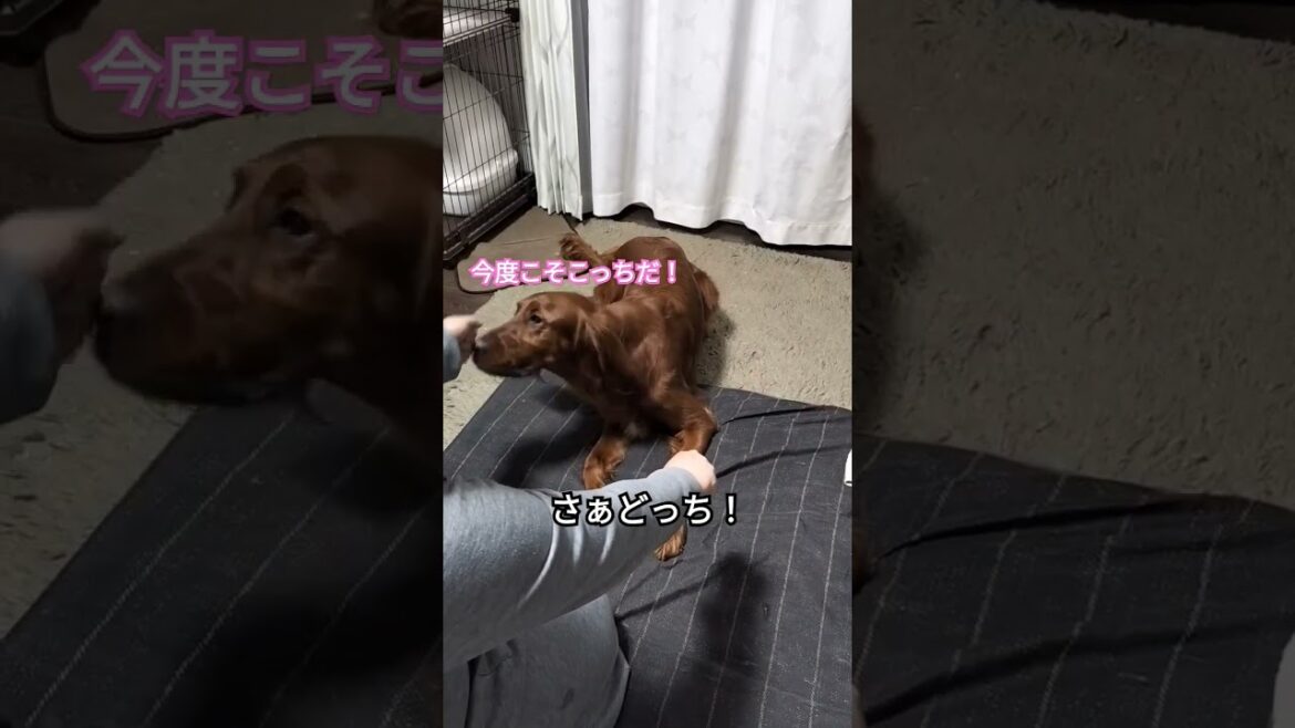 伊達メガネならぬ…？ #ペット #dog #犬のいる暮らし #大型犬 #irish #irishsetter #アイリッシュセッター