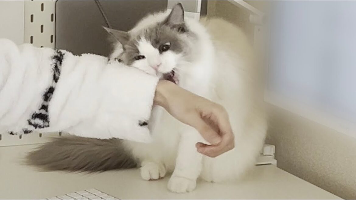 花粉症でくしゃみが止まらない飼い主に激怒してくるラグドール猫が怖すぎた… 花粉症でくしゃみが止まらない飼い主に激怒してくるラグドール猫が怖すぎた…