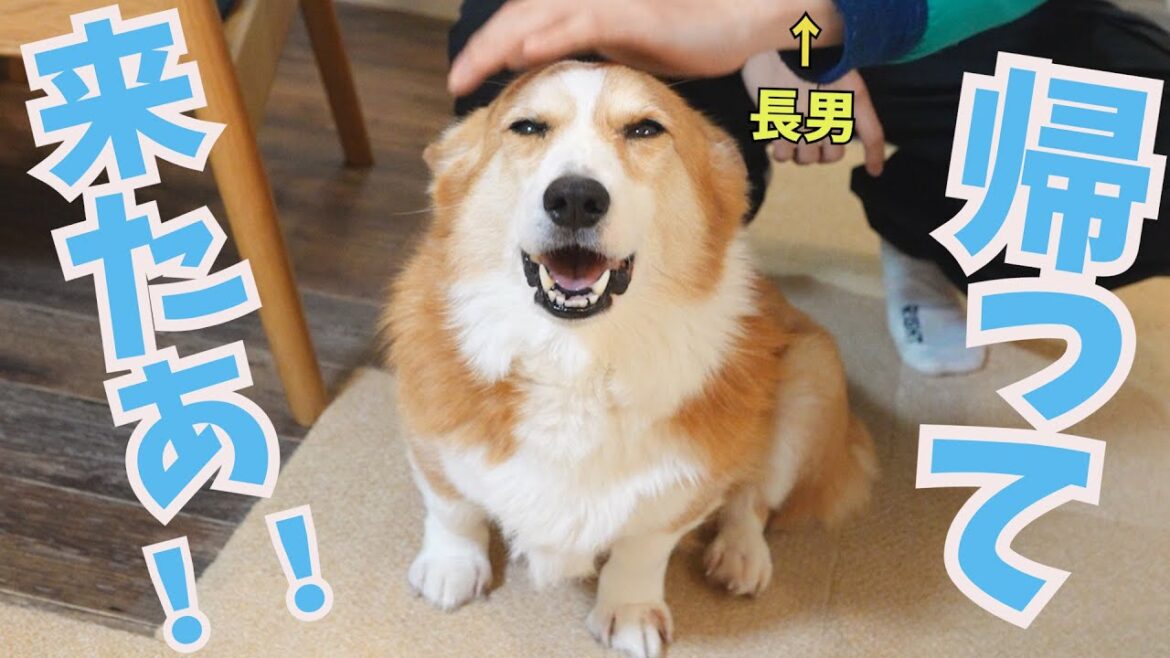 すごい精度で長男の帰宅を感知するコーギー犬