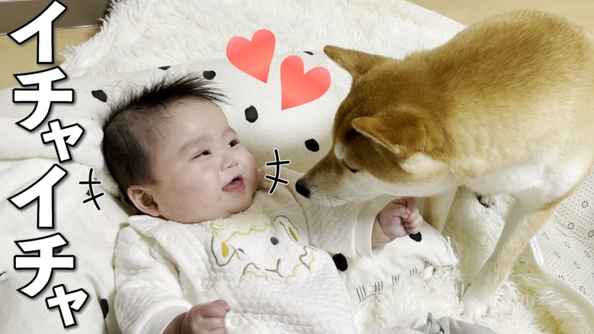 柴犬と赤ちゃんのイチャイチャを見ていると最高に癒される