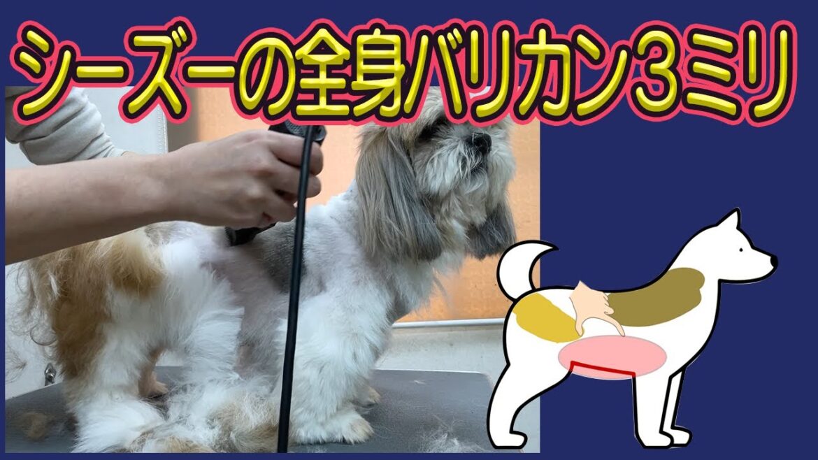 #138リクエスト動画【シーズーの全バリ3ミリ】コツとアドバイス #138リクエスト動画【シーズーの全バリ3ミリ】コツとアドバイス