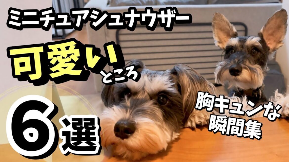 【ミニチュアシュナウザーの可愛いところ６選】心を癒すキュートな瞬間集