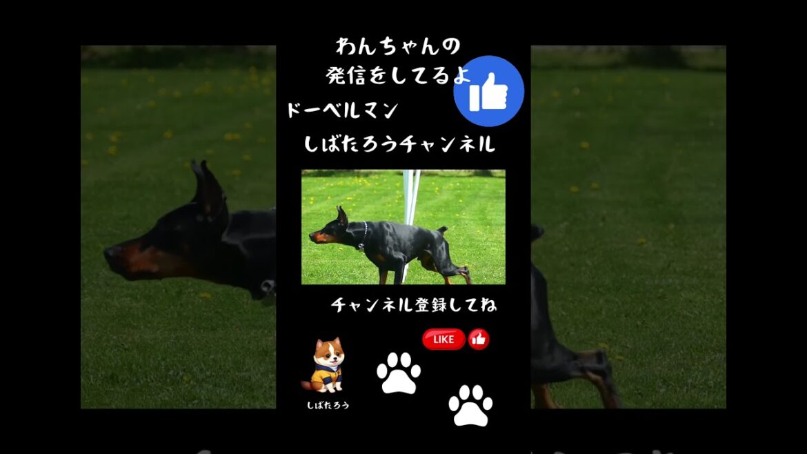 [ワンちゃん] みんな大好きドーベルマン　#イヌ #犬  #shorts  #ドーベルマン