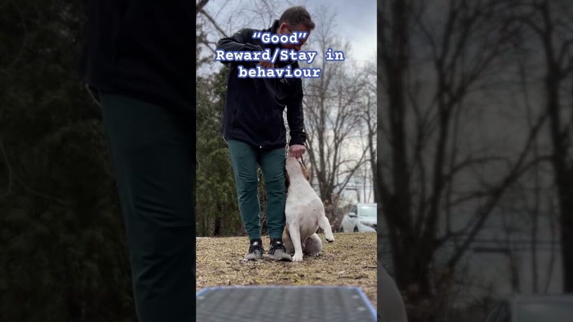 Montreal Dog Trainer - Family K9 Dog Training  - Dog Training Marker Words