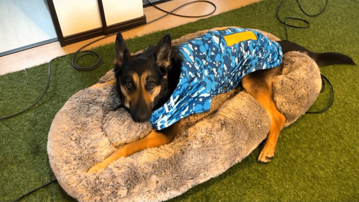 カメラがある時とない時で態度が全然違う愛犬がこちらですｗ
