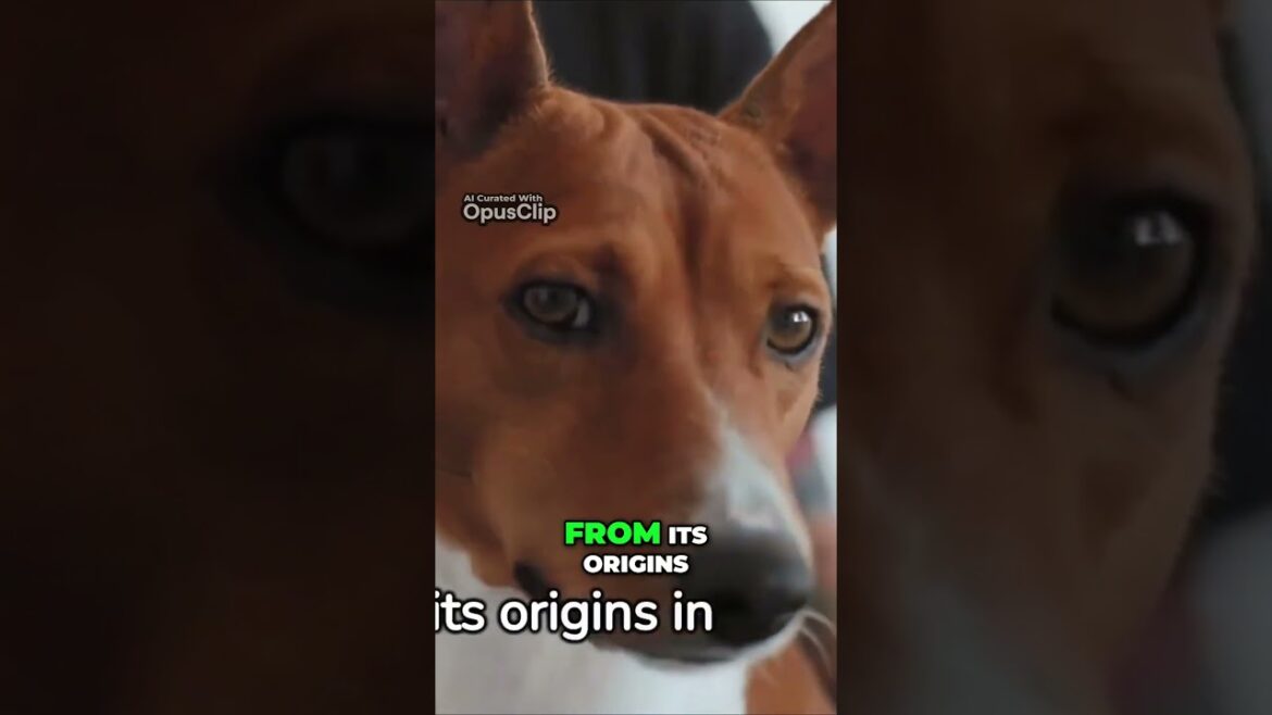 Unraveling the Basenji Dog Mystery