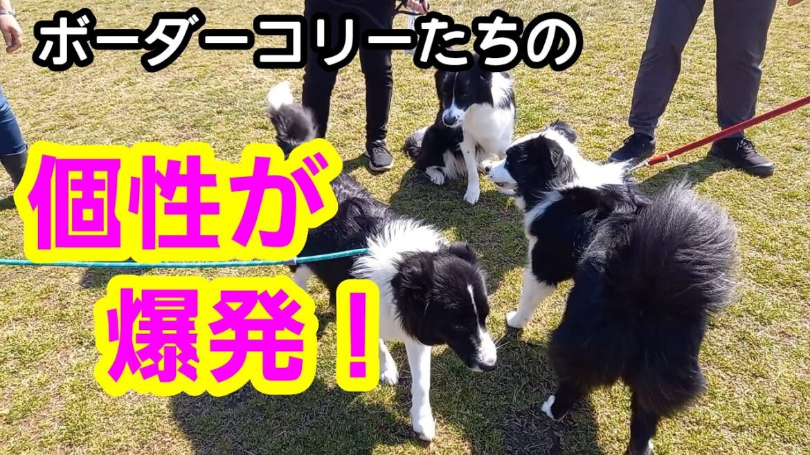 ボーダーコリー達の個性が爆発