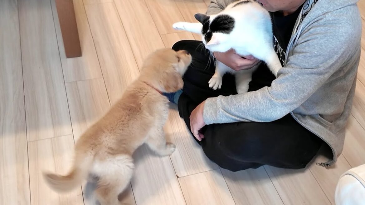 生後２ヶ月。生まれて初めて猫に会う子犬の反応が！【Golden Retriever japan】