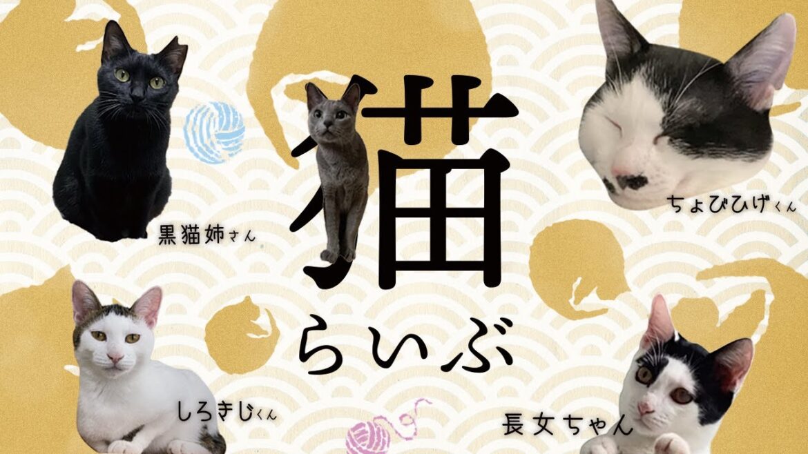 [ 猫 ] [ 保護猫 ] 覗き見ライブカメラ [ 古民家 ] [ 保護猫部屋 ] (時々ﾛｼｱﾝﾌﾞﾙｰと黒猫夫婦･BGM無し･夜間ｶﾗｰﾅｲﾄﾋﾞｼﾞｮﾝ)