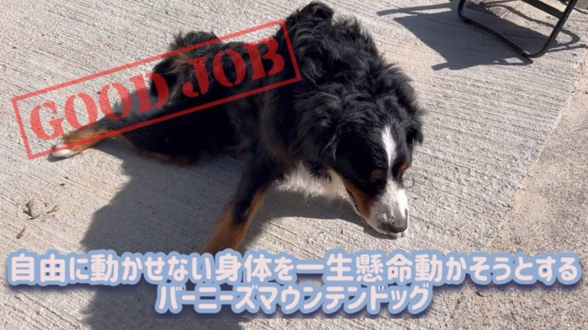 【脊髄梗塞】自由に動かせない身体を一生懸命動かそうとするバーニーズマウンテンドッグ 【脊髄梗塞】自由に動かせない身体を一生懸命動かそうとするバーニーズマウンテンドッグ