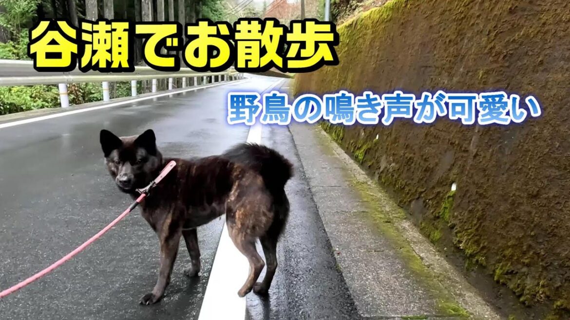 谷瀬のいっちゃん-　甲斐犬いち
